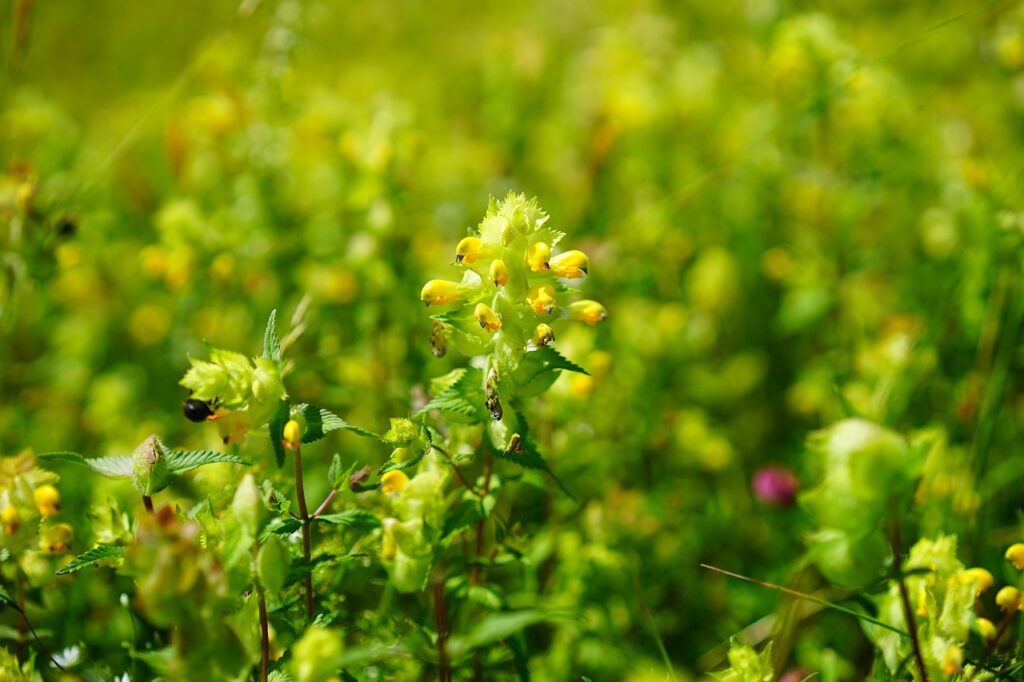 Yellow rattle growing in a meadow