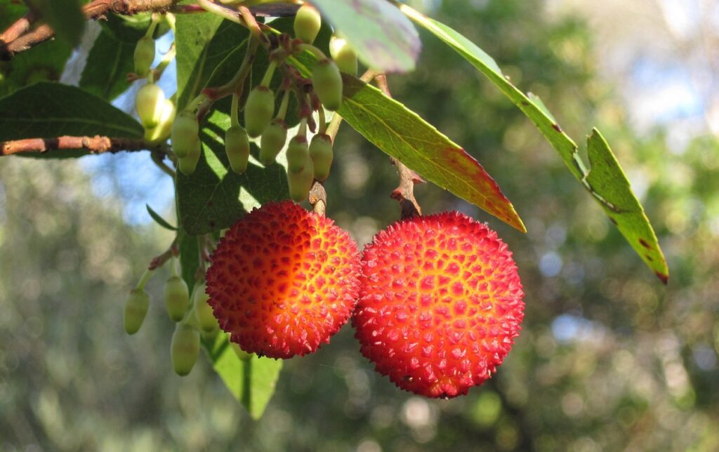 A strawberry tree