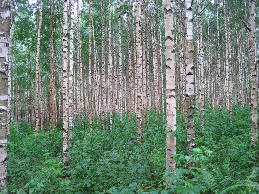 A row of silver birch trees