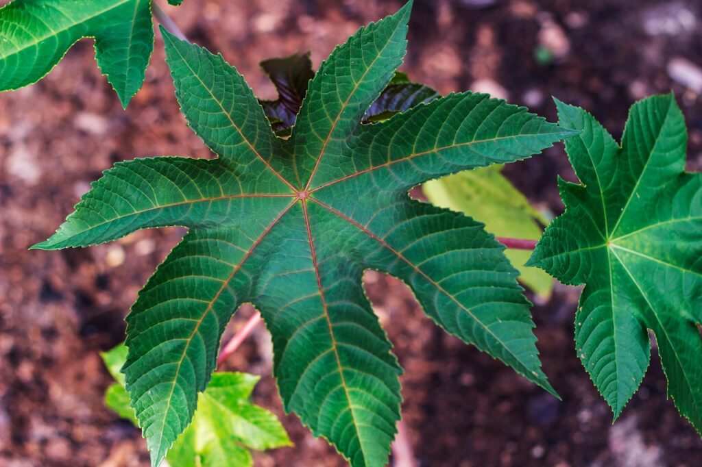 Plants toxic to dogs