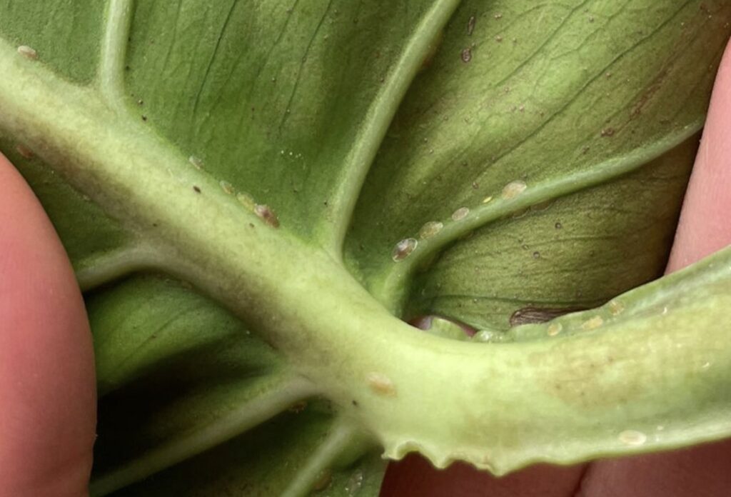 How to identify scale insects on a house plant