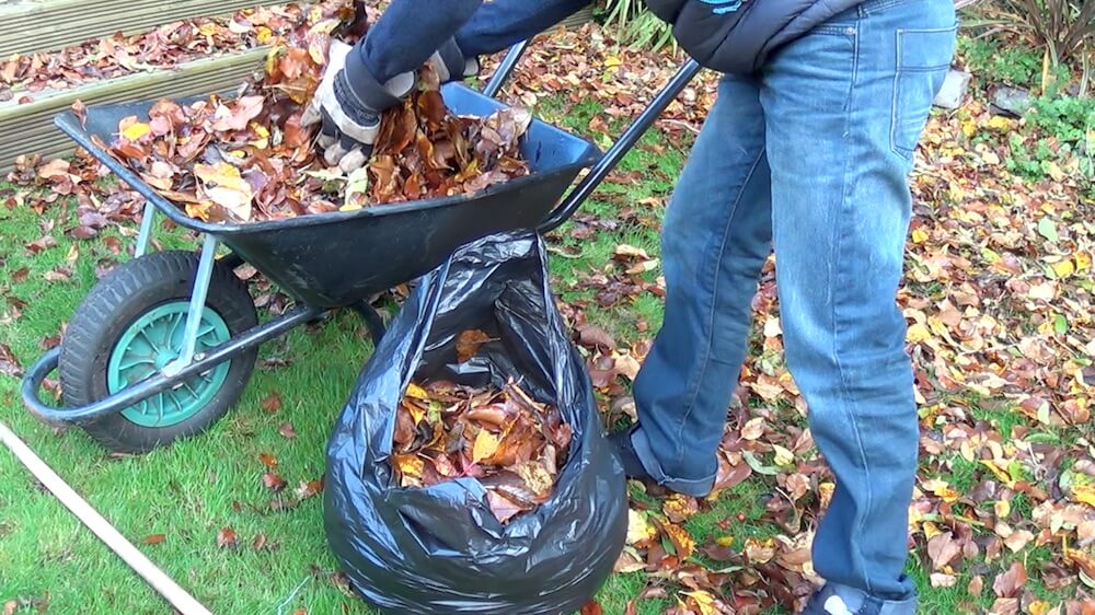 Garden Ninja putting leaves in a bag to make leaf mold