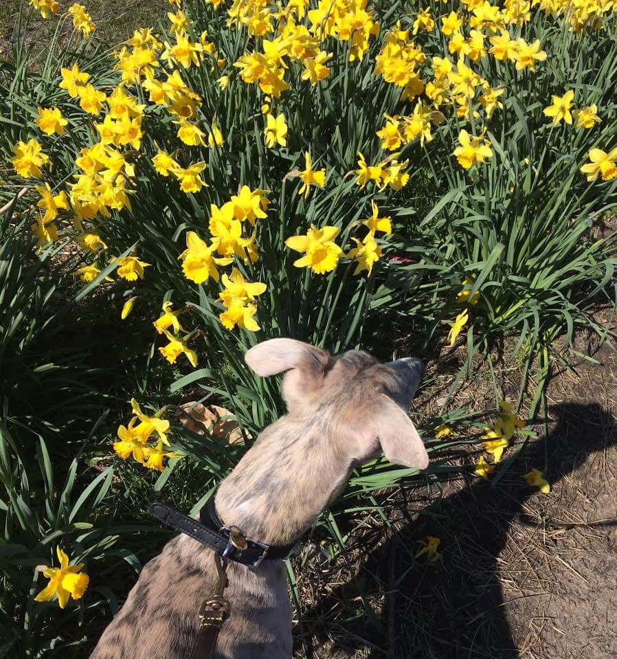 A whippet looking at some daffodils