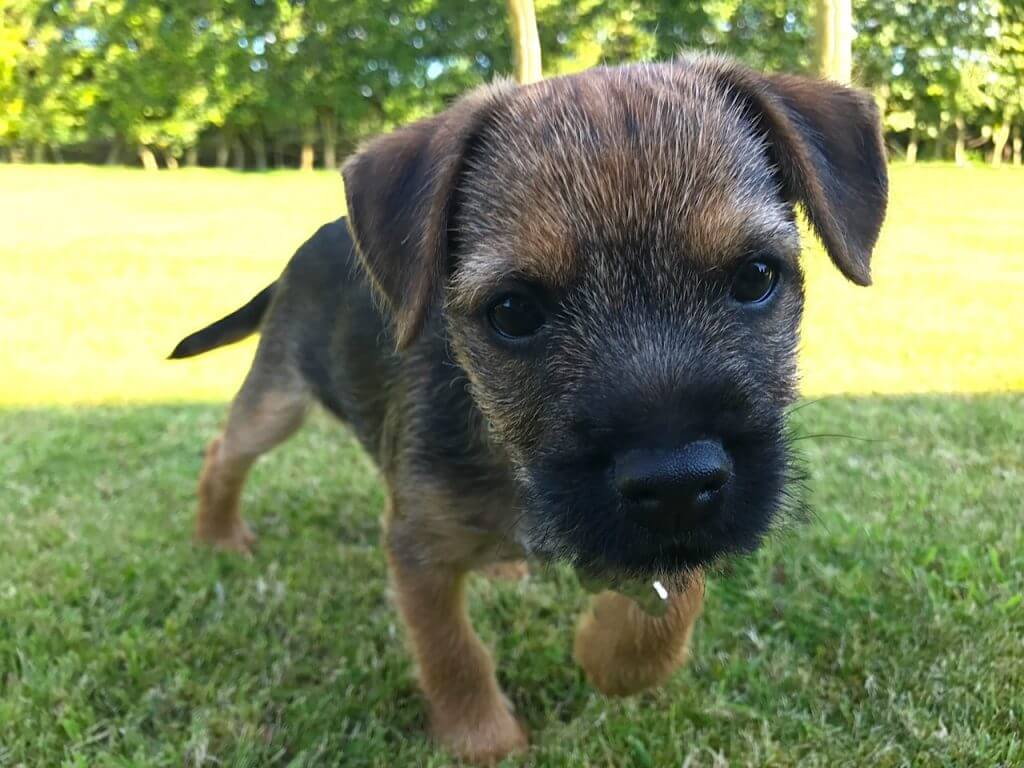 Barry the border terrier as a puppy