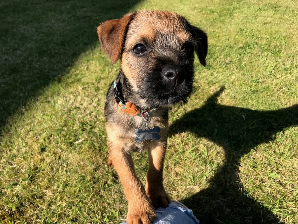 Barry the border terrier puppy garden ninja