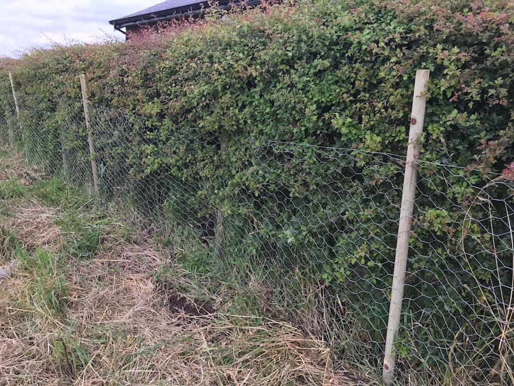 A dog proof garden fence