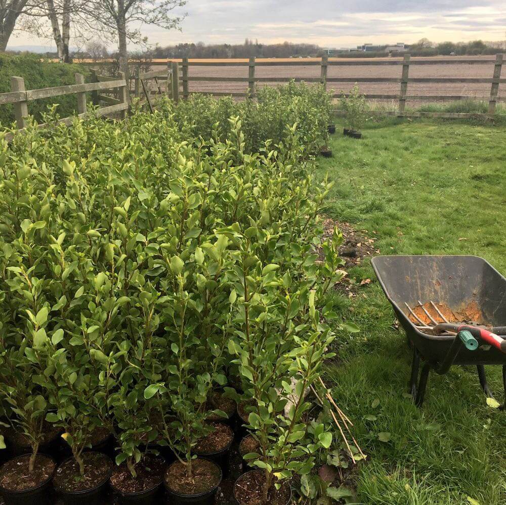 Hedge plants next to a wheel barrow