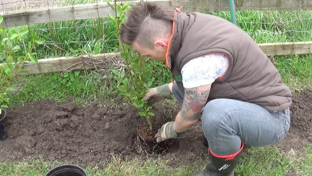 Garden Ninja planting a Griselinia hedge