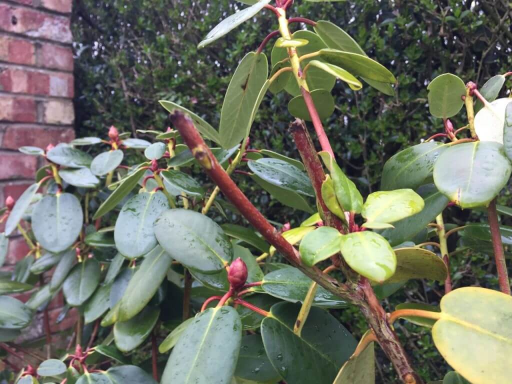 An azalea that has just been pruned