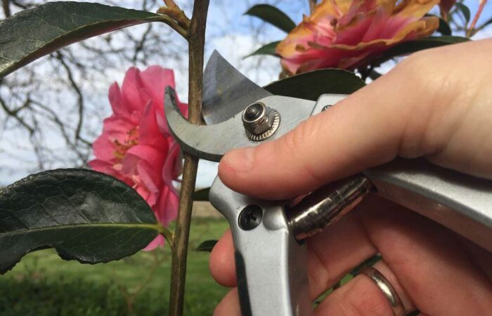 Garden Ninja pruning a Camellia shrub by hand