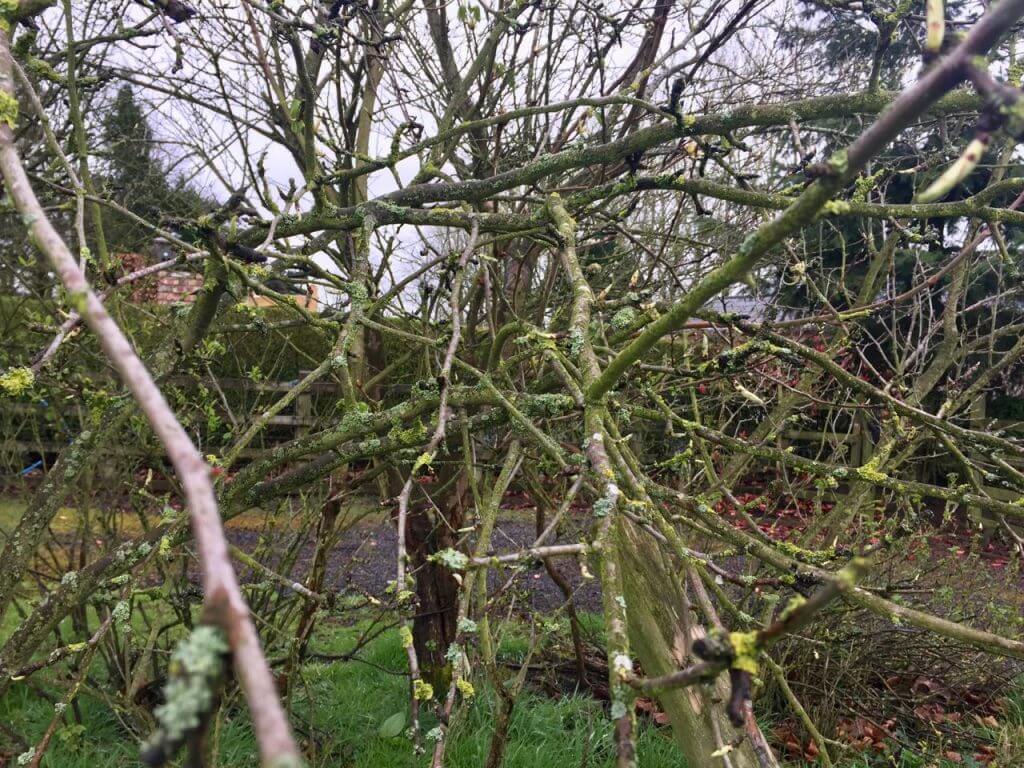 A tangled mess of branches that need pruning