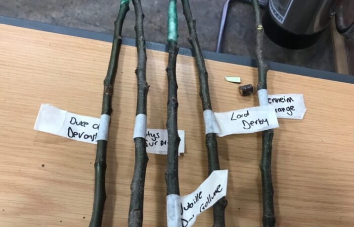 A set of grafted fruit trees labelled