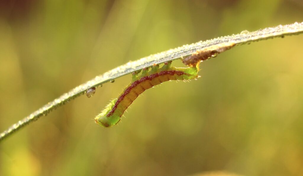 Bugs that eat pleached trees