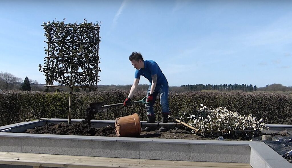 How to dig a hole for a pleached tree