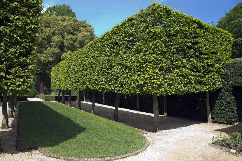 Pleached tree guide