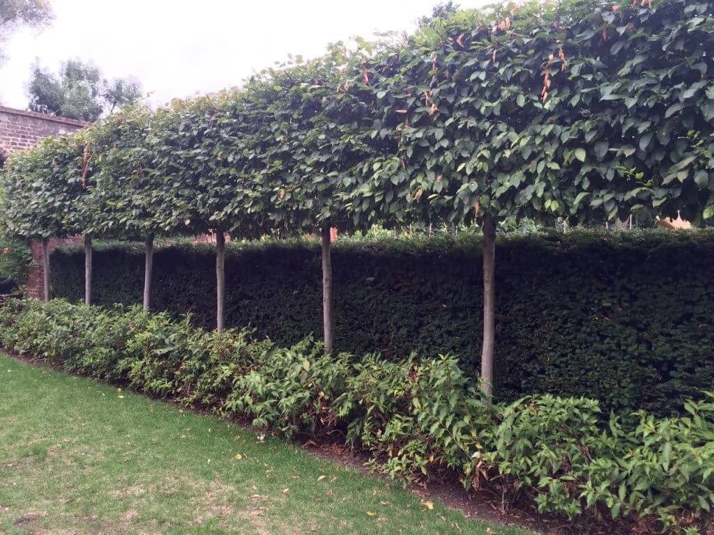 A ine of pleached trees