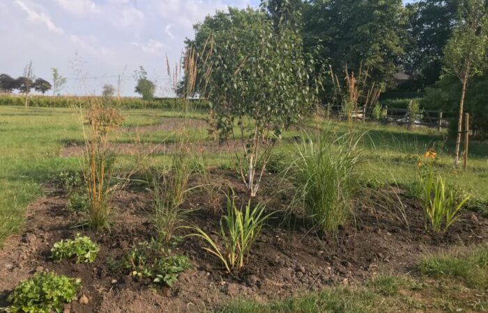 The Exploding atom garden wild border after planting