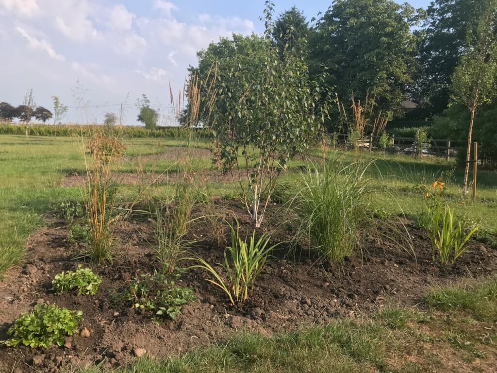 The Exploding atom garden wild border after planting