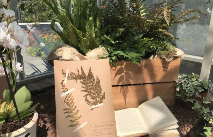 Herbarium on Lee Burkhills award winning show garden