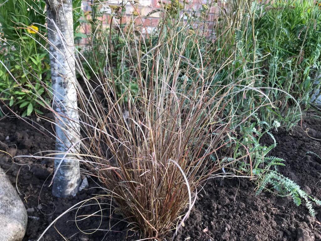A carex grass in a border