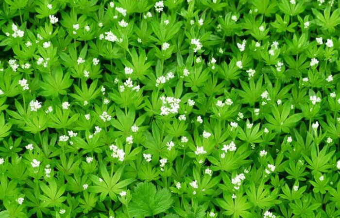 Galium odoratum