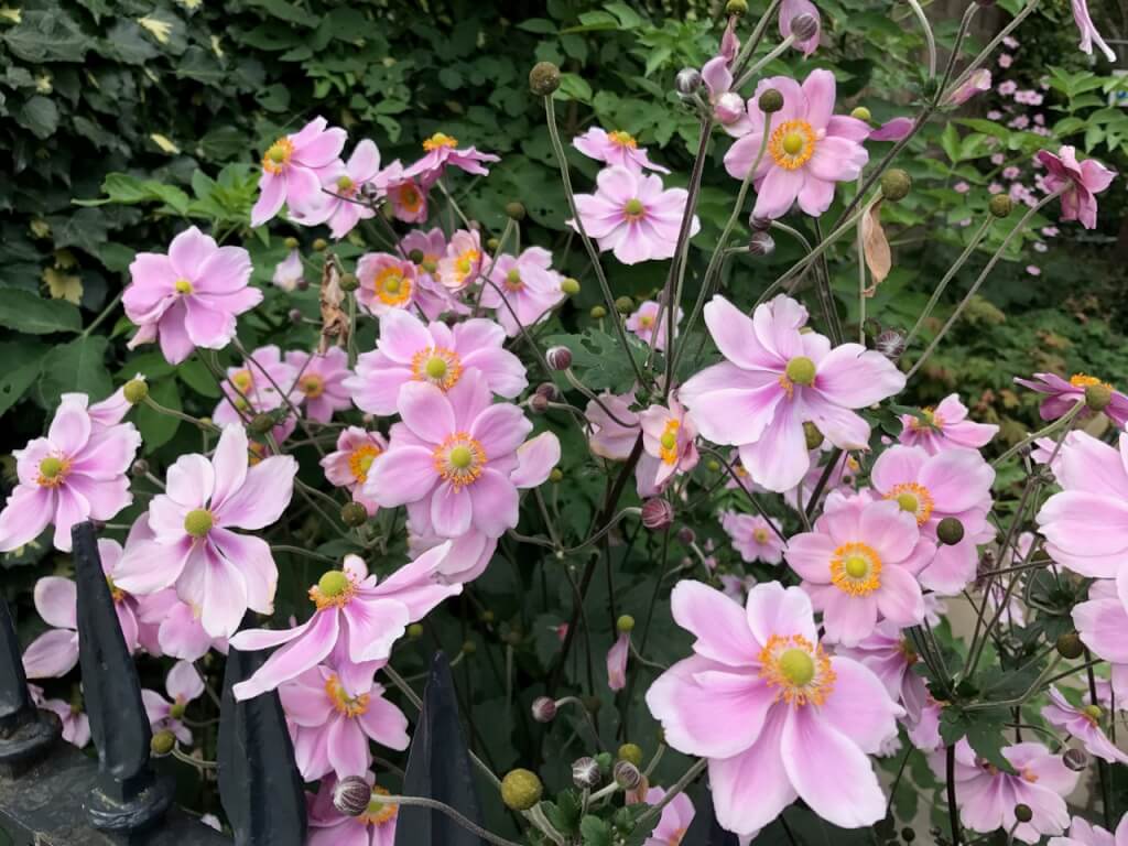 Japanese anemones in pink