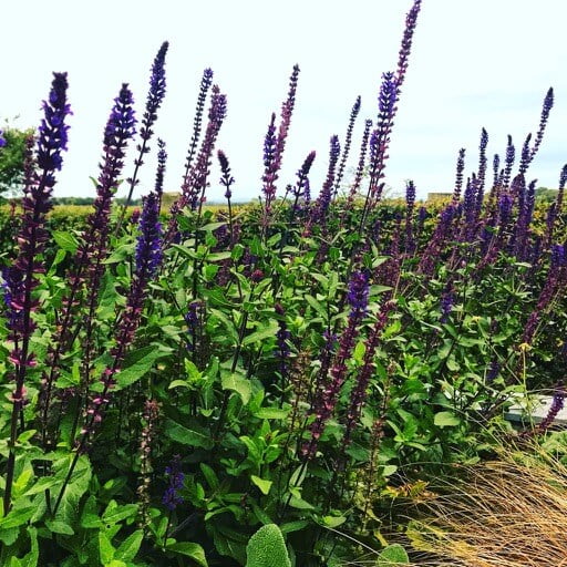 Salvia in Garden Ninjas Garden Design