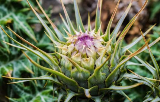 A cardoon about to flower at Garden Ninjas garden