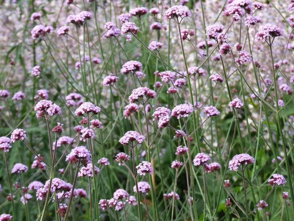 A field of Verbena