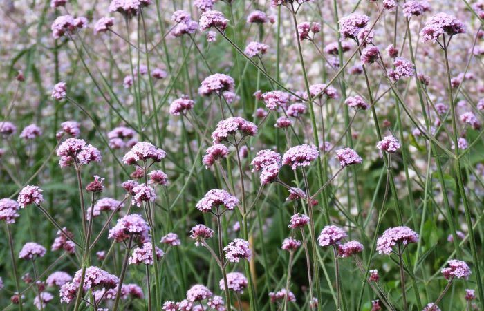 A field of Verbena