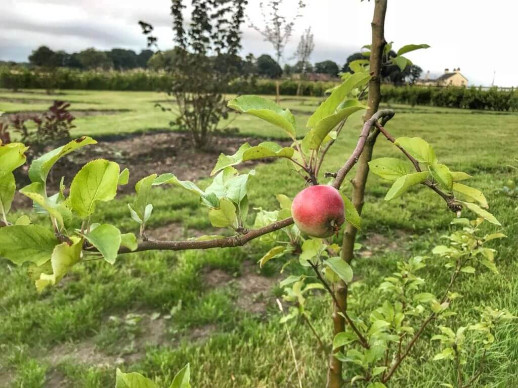 A small apple on a young tree in the exploding atom garden