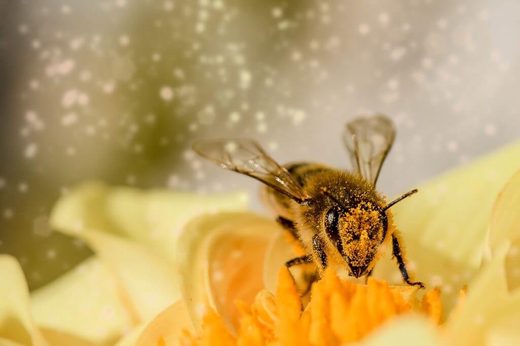 A bee on a flower