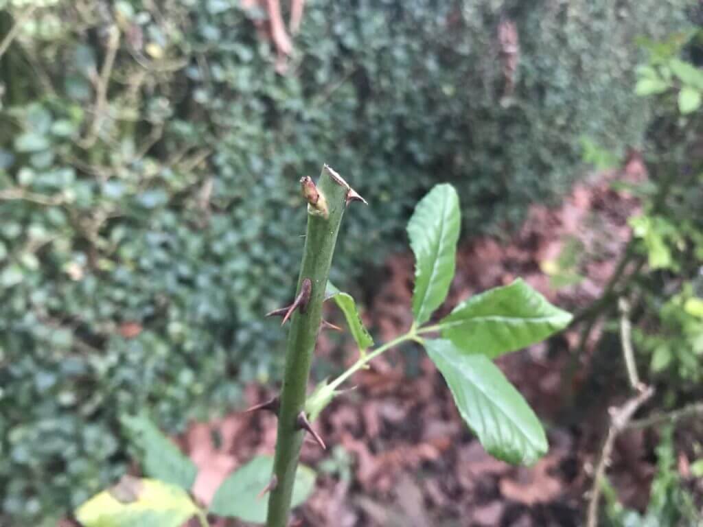 A neatly pruned rose of Garden Ninjas