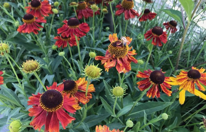 A plant bed full of Heleniums