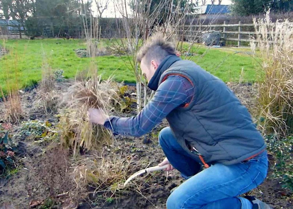 Pruning ornamental grasses with garden ninja
