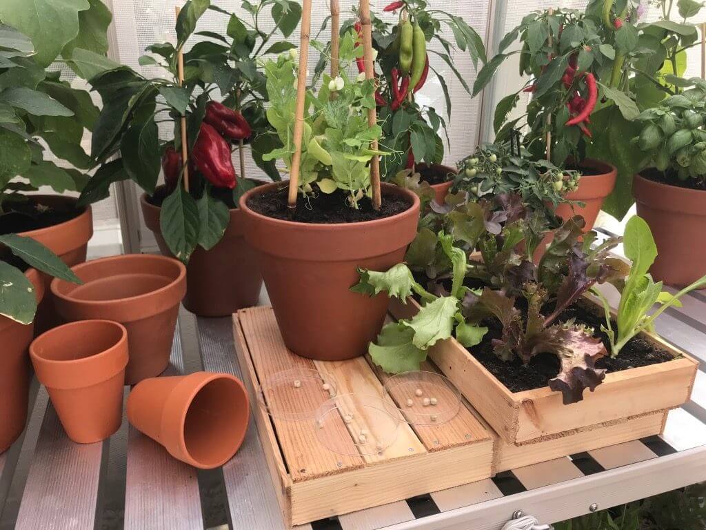 Grow your own vegetables on a tray