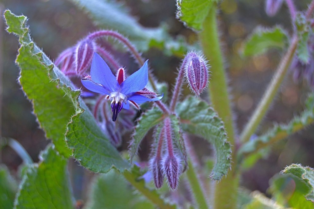 Borage in the exploding atom garden