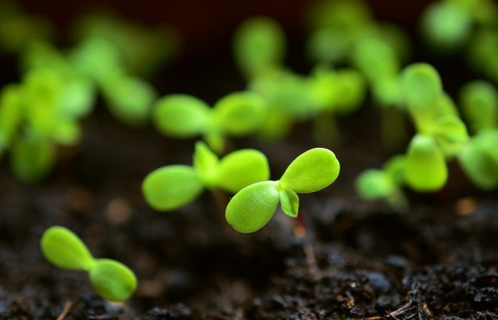 Tiny seed leaves of seedlings