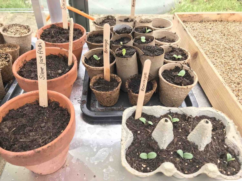 Garden Blogger Lee Burkhill Germinating seedlings