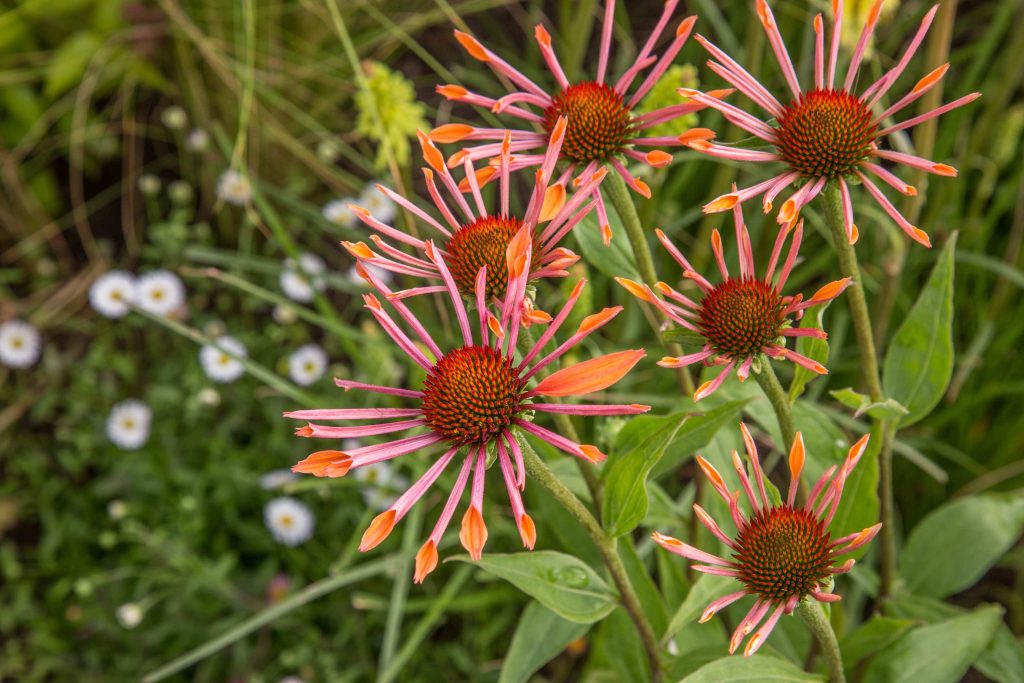 A orange Echinacea plant