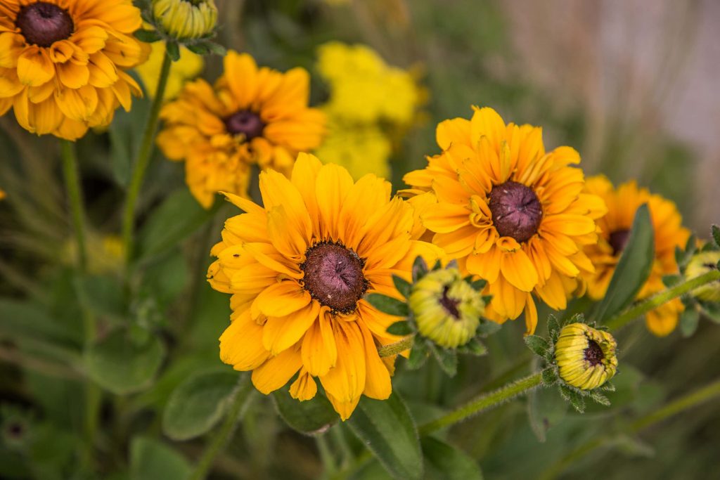 A yellow Helenium flower on a show garden