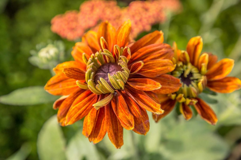 A orange Rudbeckia flower