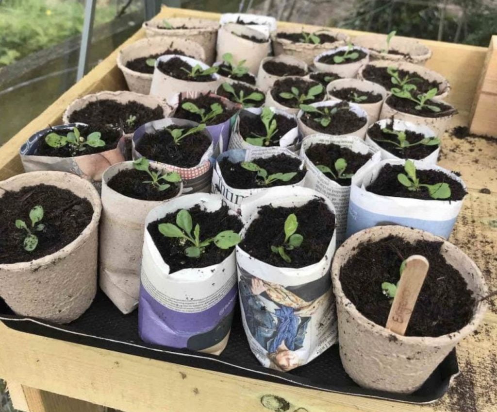 Seedlings in a tray for potting on