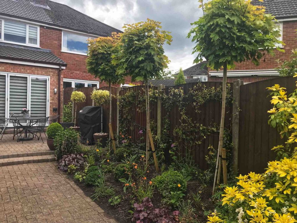 Standard acers in a garden border