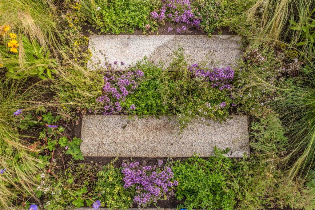 Steping stones surrounded by Thyme