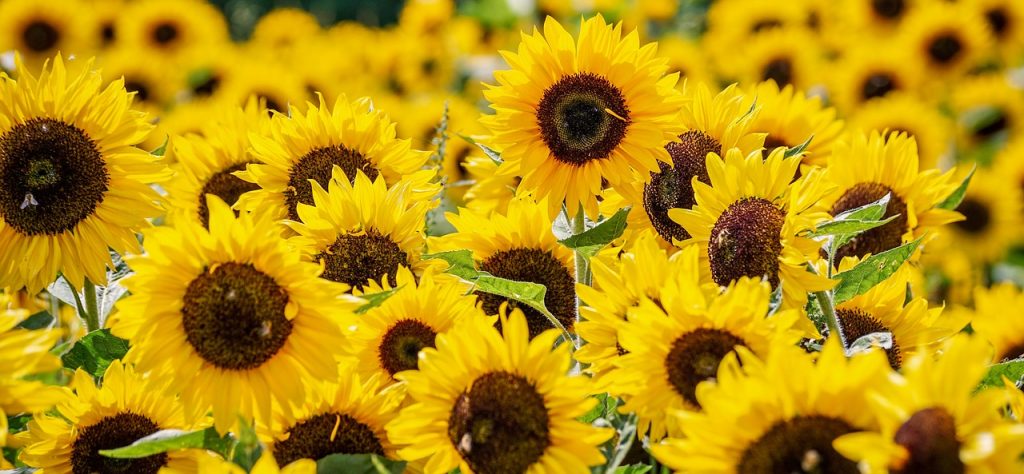 Yellow sunflowers in a field