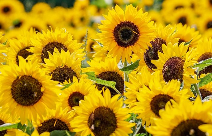 Yellow sunflowers in a field