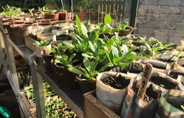 Plastic free seedlings in a wooden seed tray