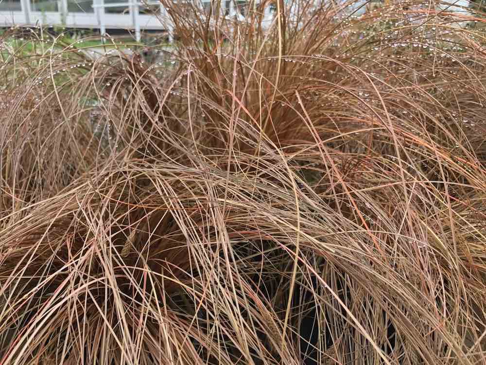 A brown carex sedge grass