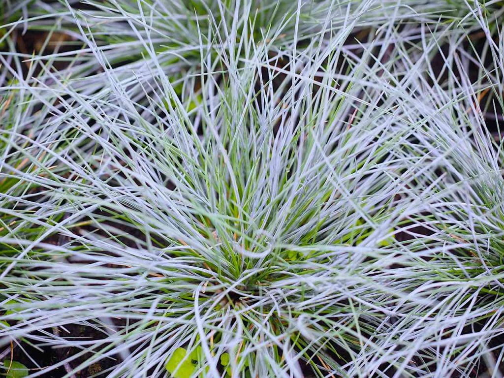 A blue grass in the garden